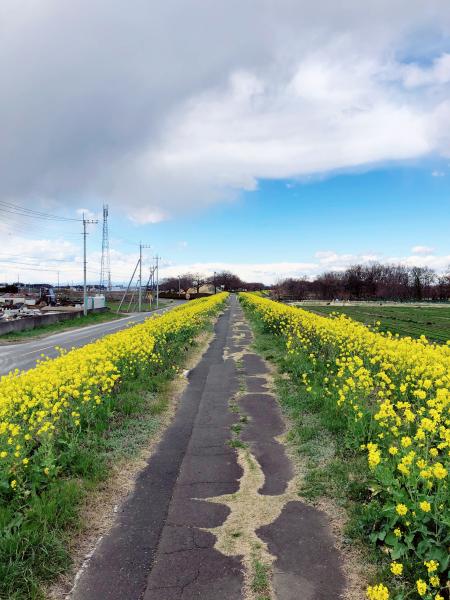 小貝川菜の花