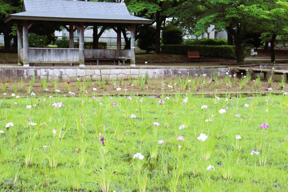 ハナショウブ１