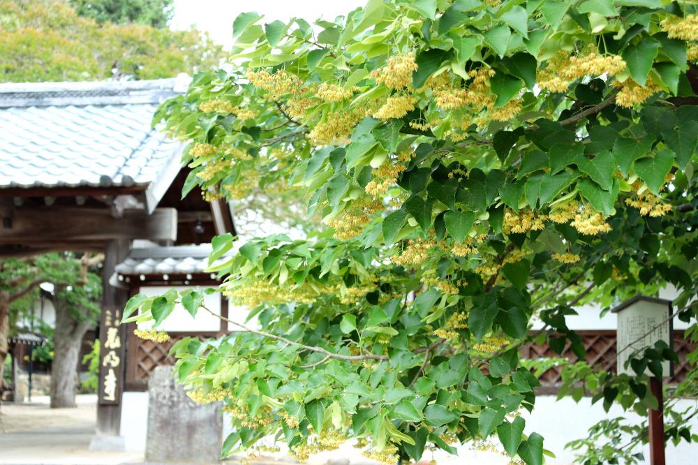 菩提樹１