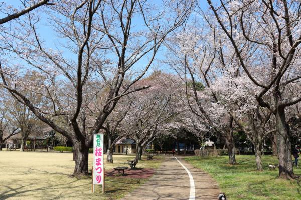 砂沼桜1