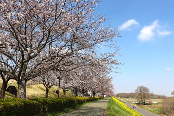 小貝川桜1
