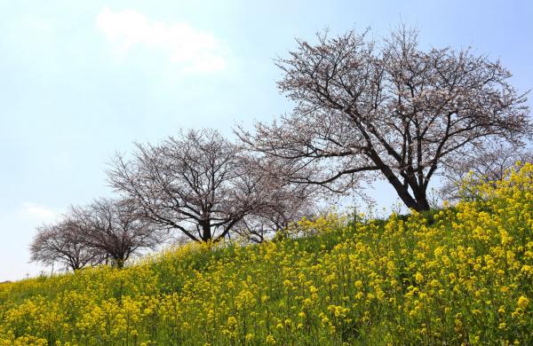 小貝川桜2