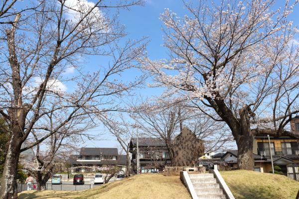 多賀谷桜1