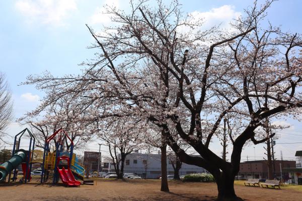 多賀谷桜2