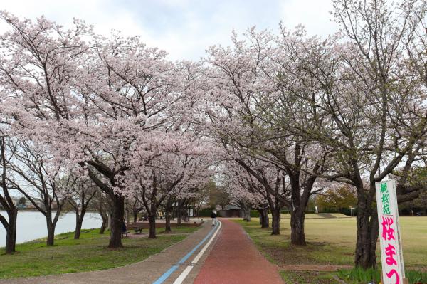 1砂沼桜
