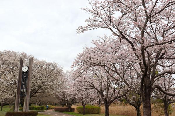 2砂沼桜
