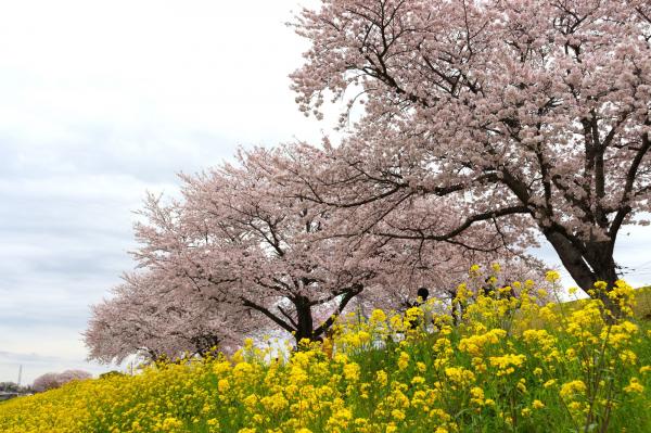 １小貝川桜