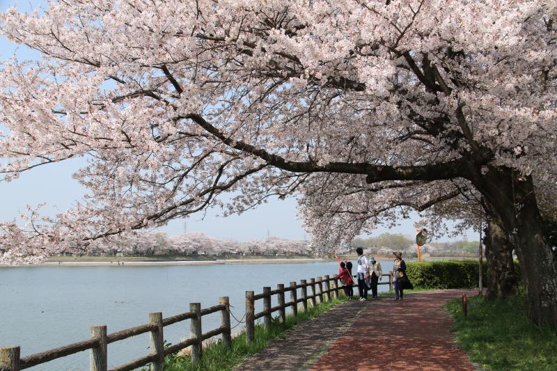 イベント：One of Ibaraki's 100 Scenic Spots [Sanuma Lake Route]