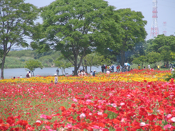 鬼怒花线に関するページ