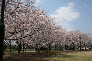 イベント：觀櫻苑（砂沼廣域公園內）