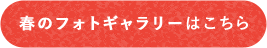 春のフォトギャラリー