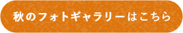 秋のフォトギャラリー