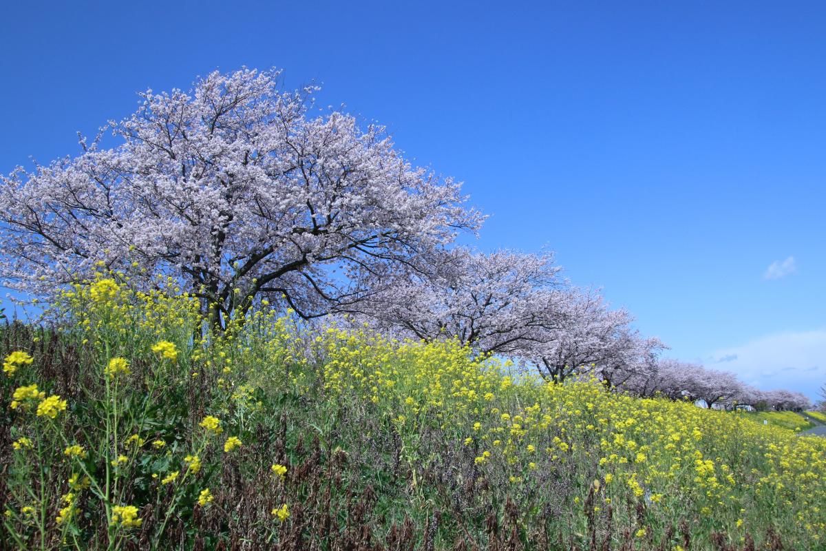 小貝川菜の花桜