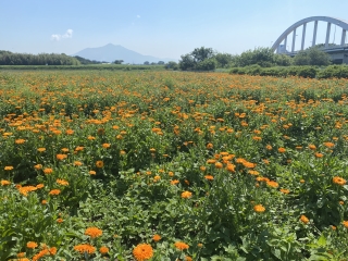 Common marigold