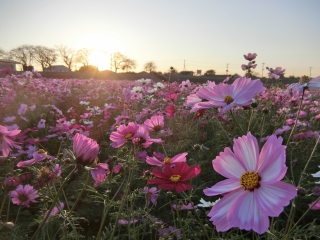 波斯菊