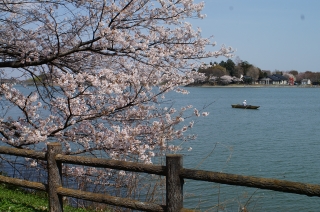The promenade with cherry blossoms in bloom and a fishing boat