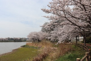 Cherry blossoms