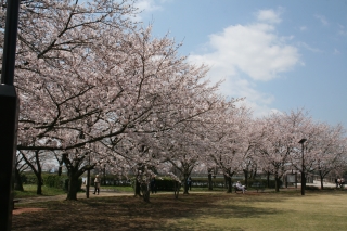 Kan O-en Garden with cherry blossoms in full bloom