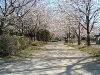 Cherry blossom