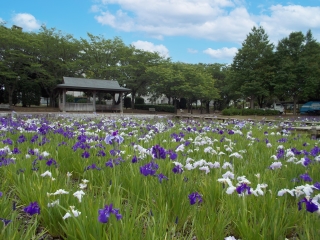 花菖蒲