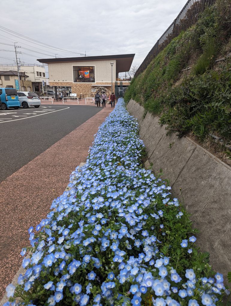 さん歩の駅ネモフィラ0408(2)