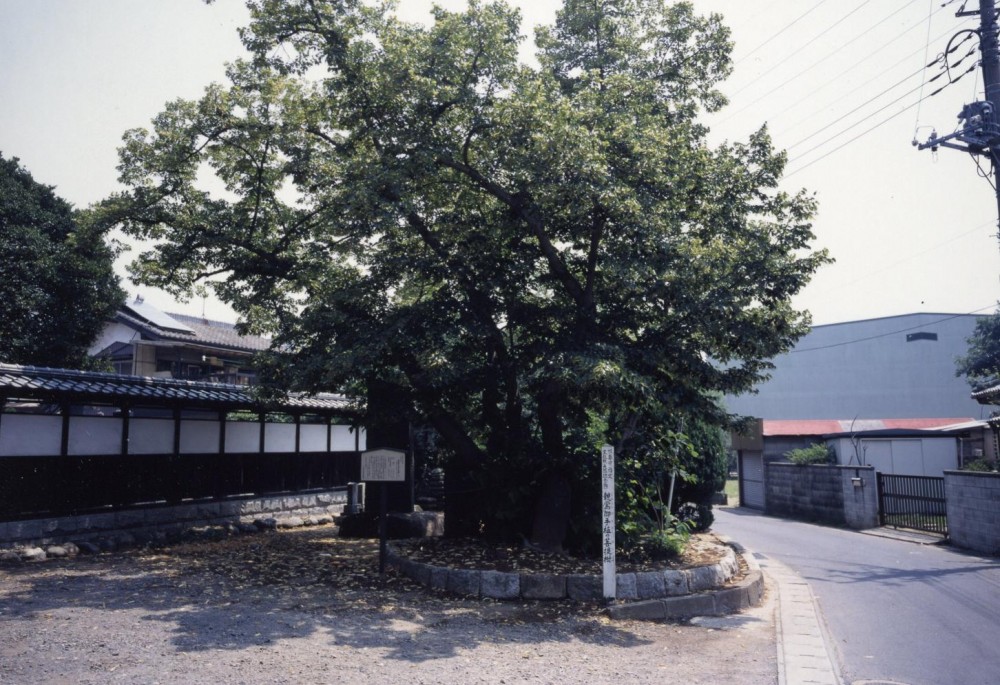 市指定文化財 親鸞御手植の菩提樹(光明寺)の紹介