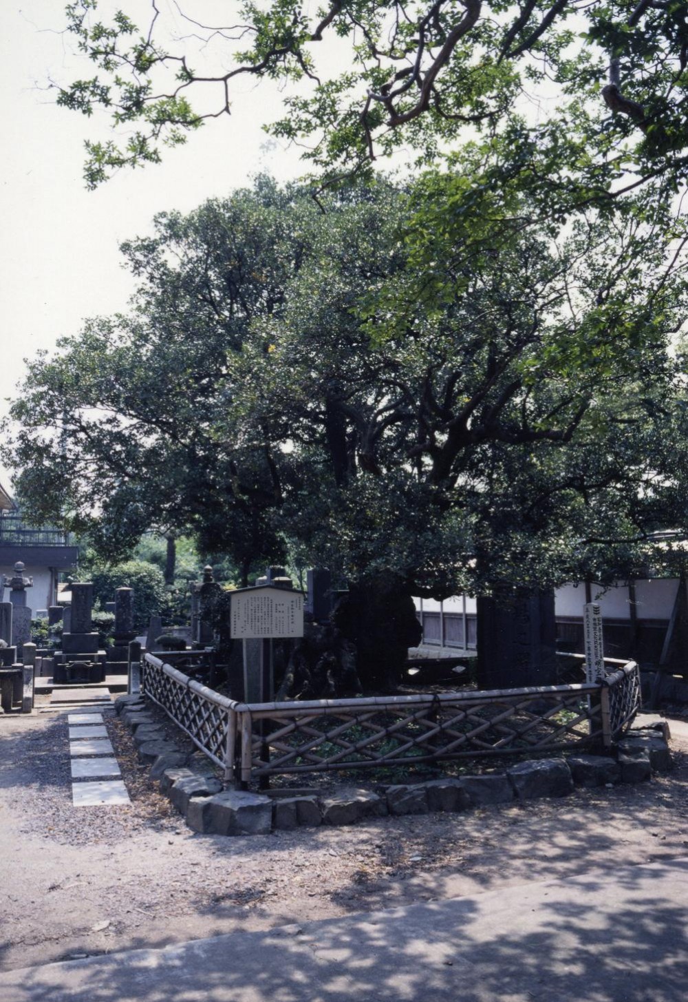 市指定文化財　明空御手植の柊(光明寺)の紹介