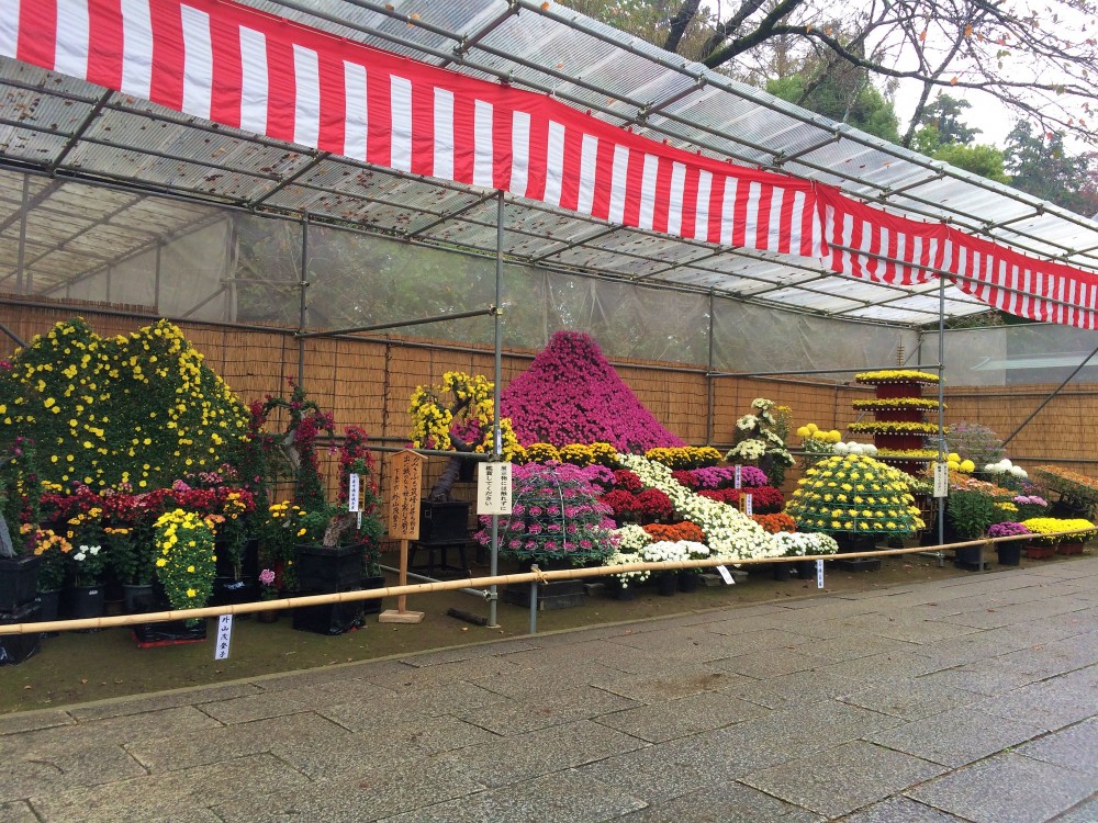 下妻市菊花会　菊まつり