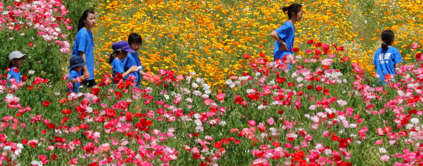 花に誘われて